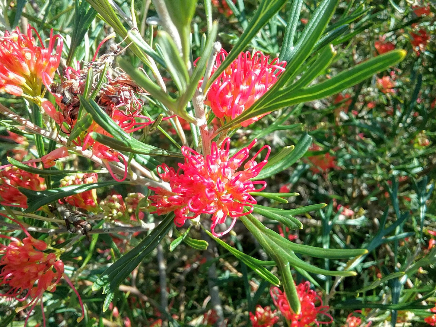 Grevillea Red Sunset