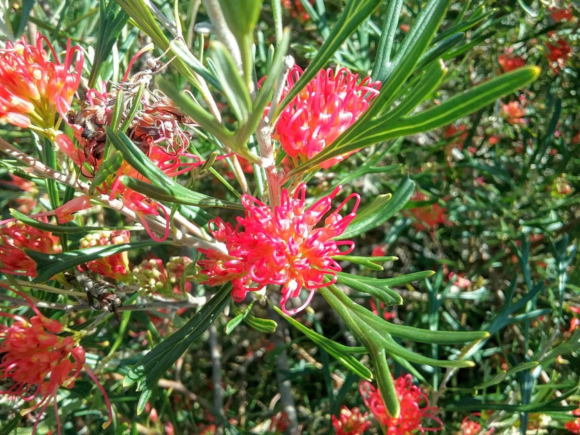 Grevillea Red Sunset - Ladybird Nursery