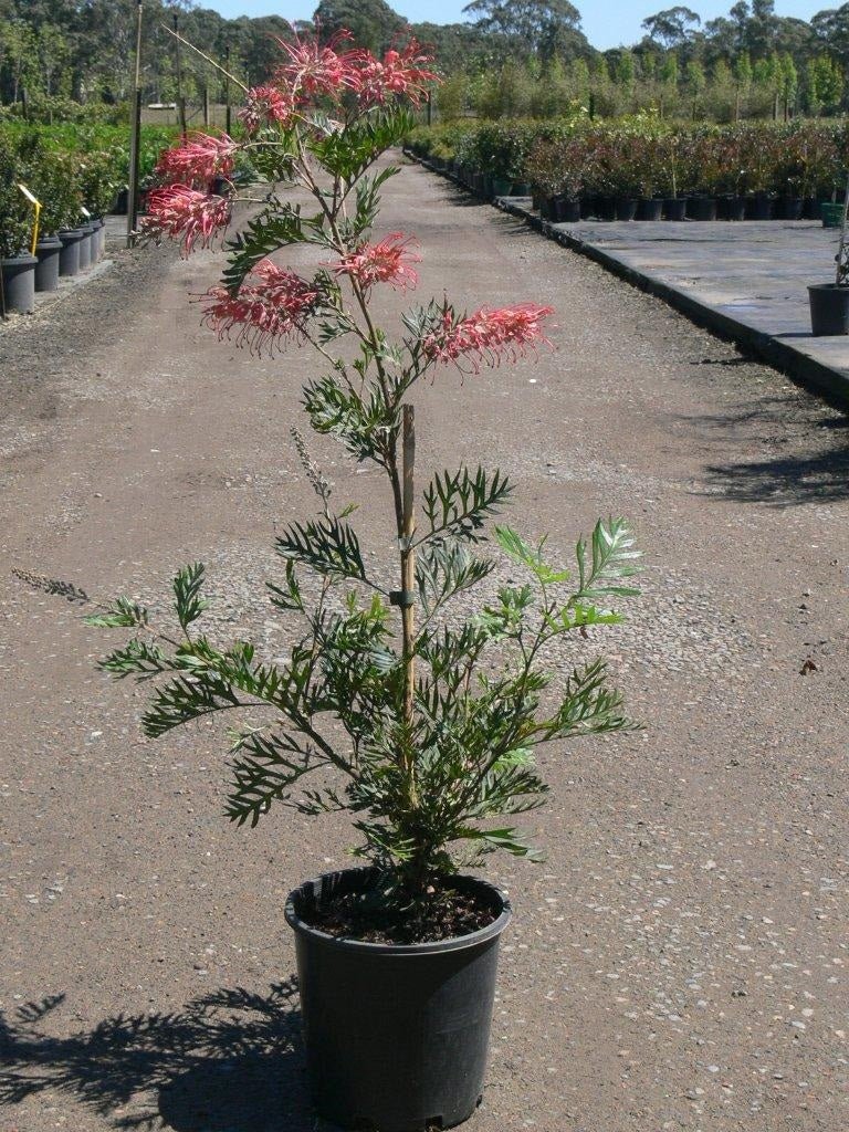 Grevillea 'Robyn Gordon' 140mm pot - Ladybird Nursery