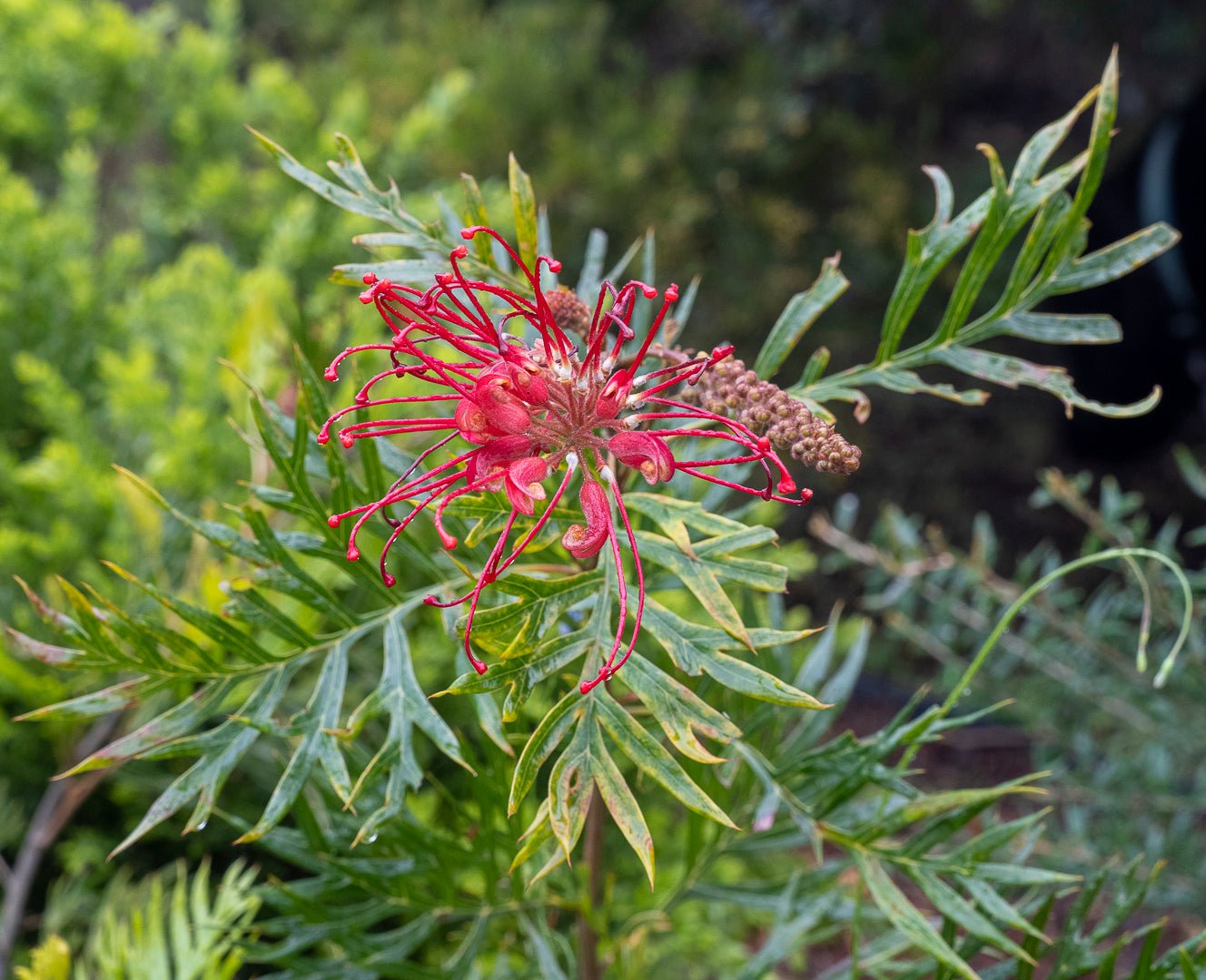 Grevillea 'Robyn Gordon' 140mm pot - Ladybird Nursery