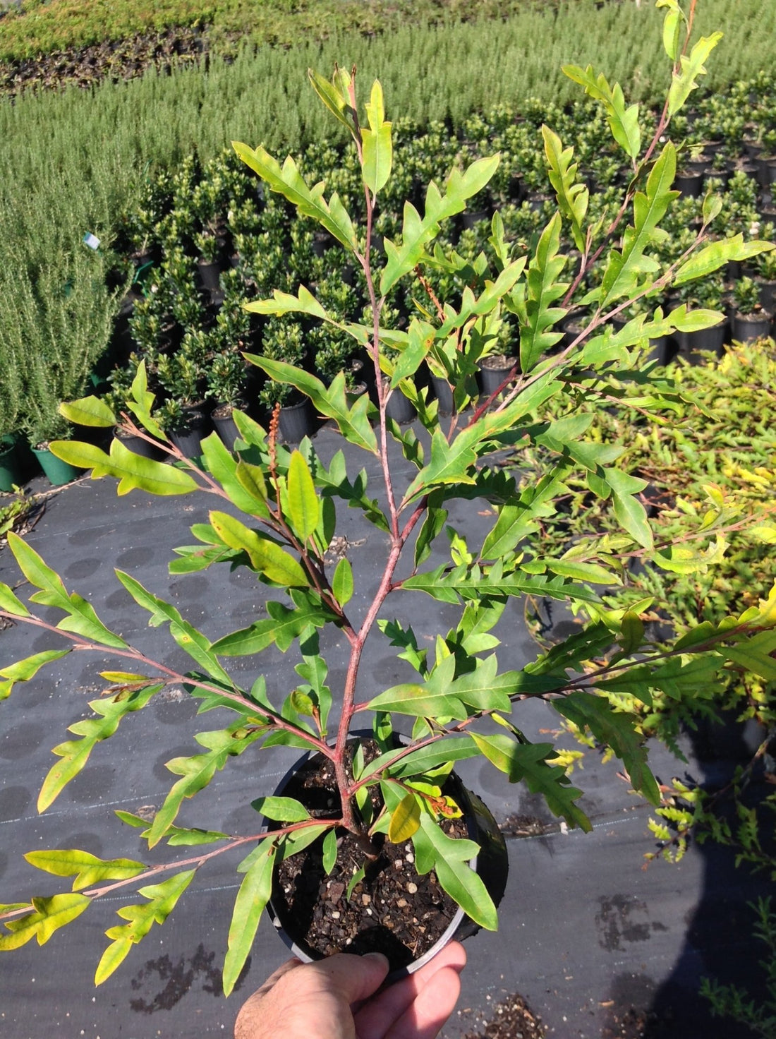Grevillea Poorinda Royal Mantle - Ladybird Nursery