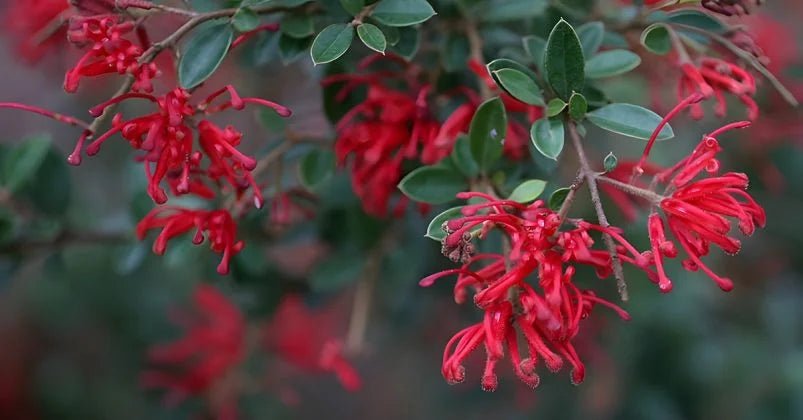 Grevillea Ruby Jewel - Ladybird Nursery