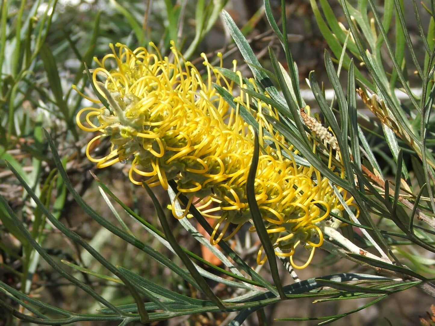 Grevillea Sandra Gordon