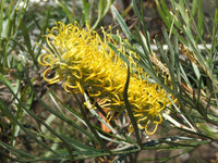 Grevillea Sandra Gordon