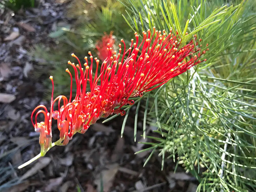 Grevillea Scarlet Moon