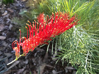Grevillea Scarlet Moon