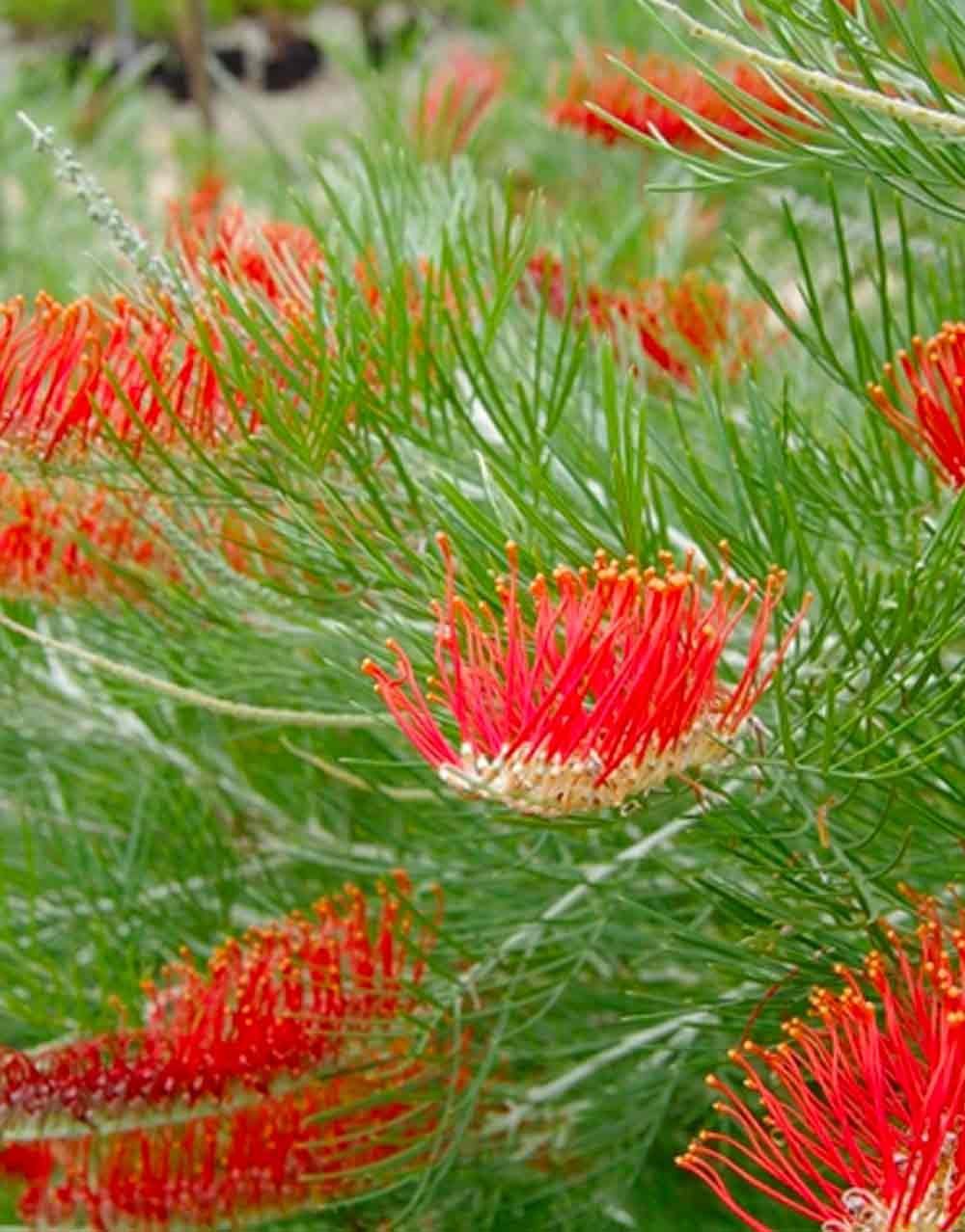 Grevillea Scarlet Moon - Ladybird Nursery