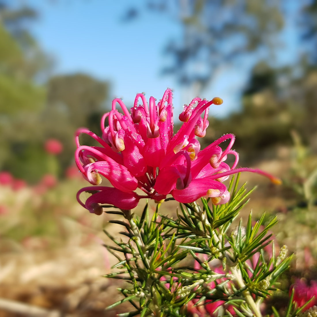 Grevillea Scarlet Sprite - Ladybird Nursery