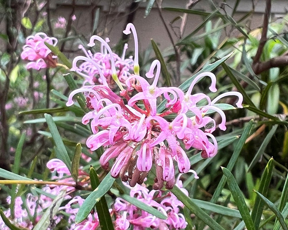 Grevillea Pink (Grevillea sericea) - Ladybird Nursery