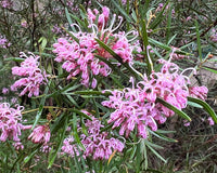 Grevillea Pink (Grevillea sericea)