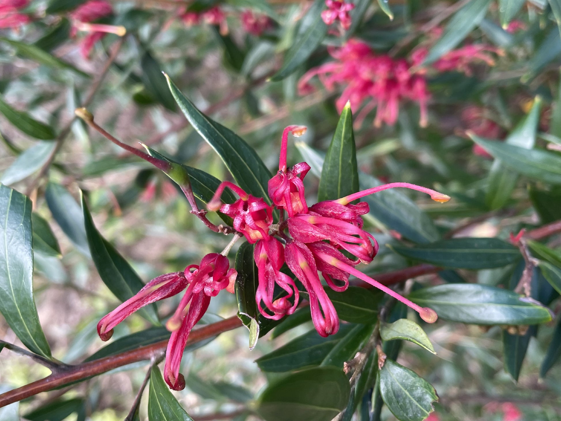 Grevillea Splendour