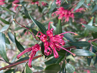 Grevillea Splendour