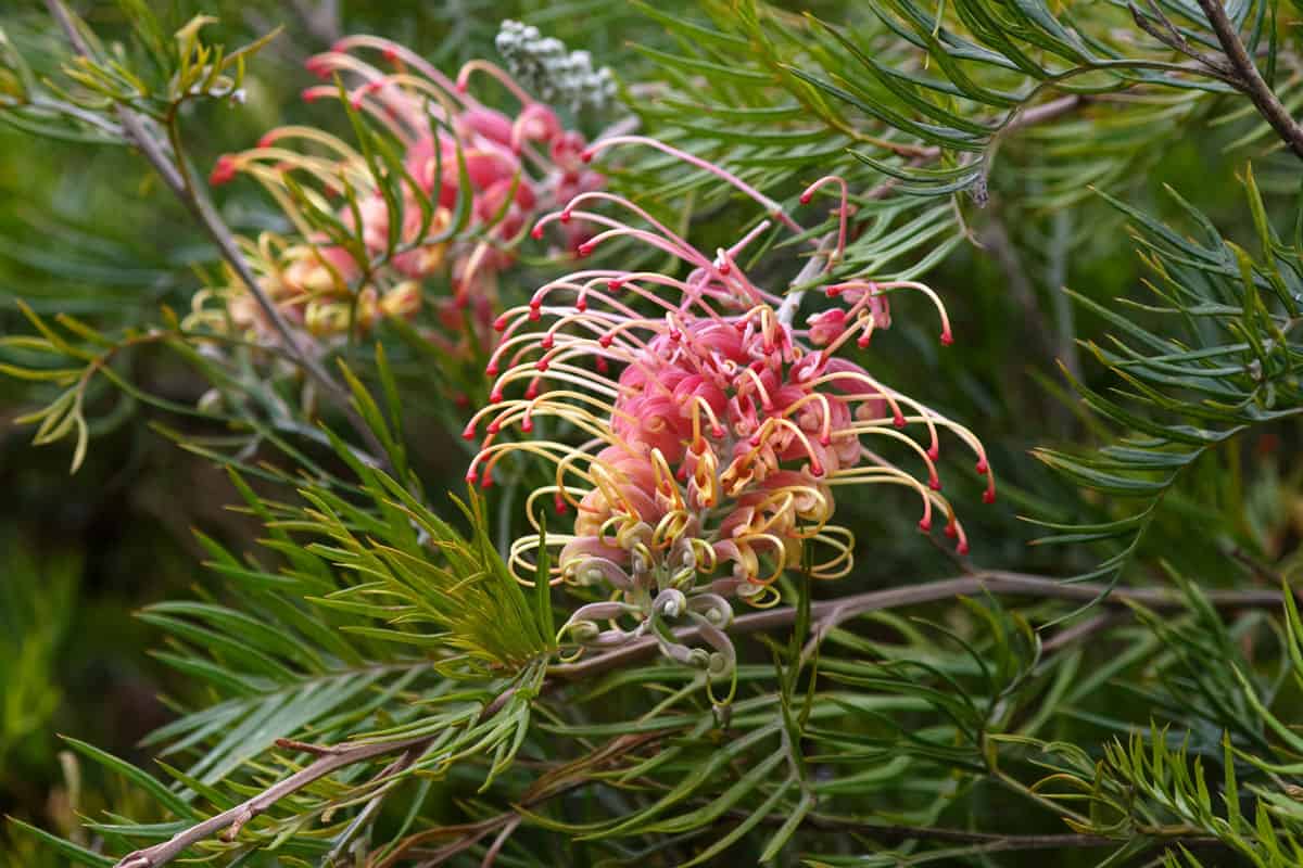 Grevillea Strawberry Sundae