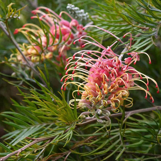 Grevillea Strawberry Sundae - Ladybird Nursery