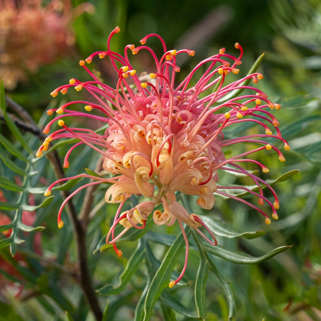 Grevillea Superb