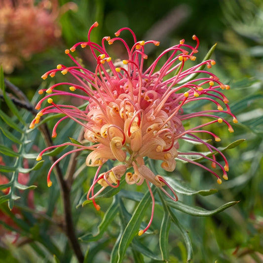 Grevillea Superb - Ladybird Nursery