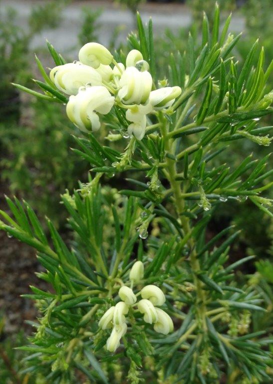 Grevillea 'White Knight' - Ladybird Nursery