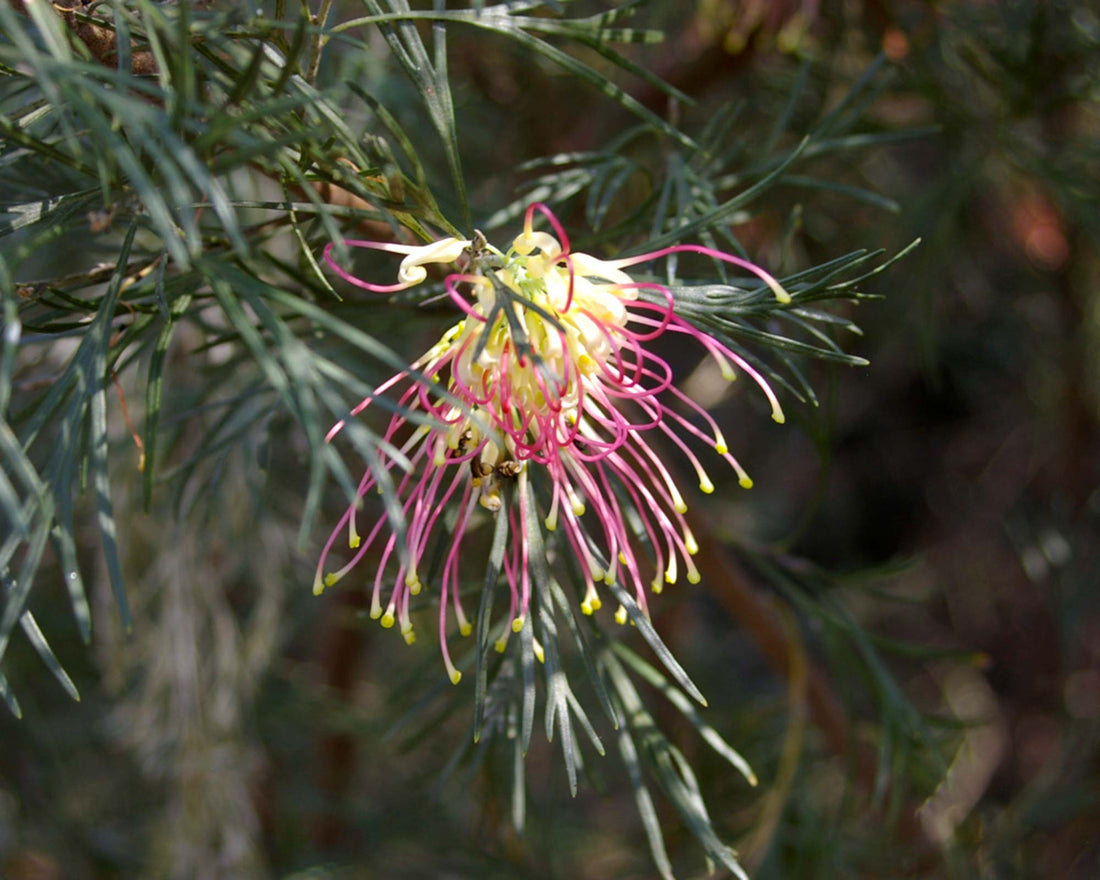 Grevillea Winpara Gold - Ladybird Nursery