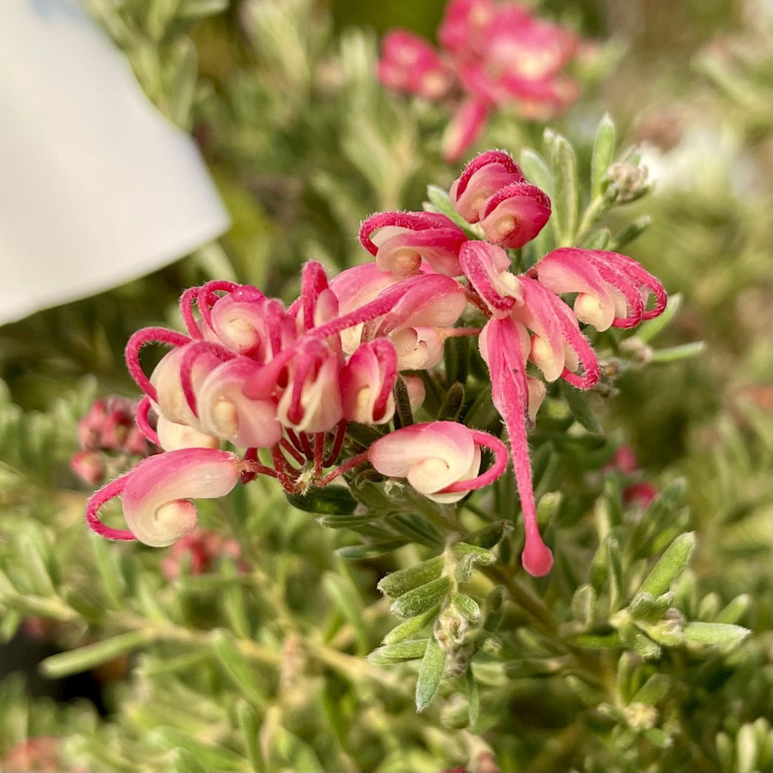 Grevillea Winter Delight - Ladybird Nursery