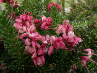 Grevillea Woolly Bear Hero (Grevillea lanigera) - Ladybird Nursery