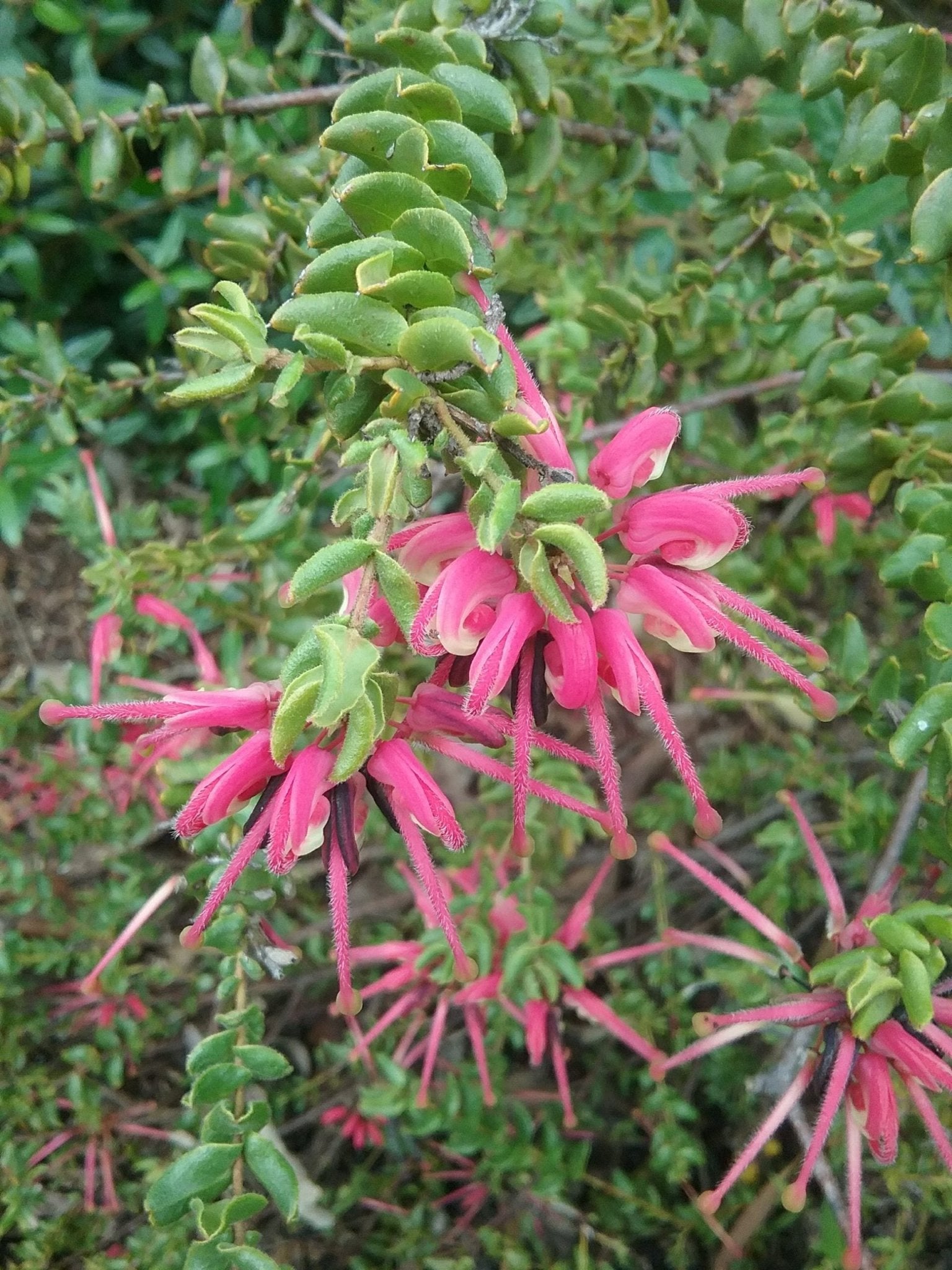 Grevillea dwarf baueri - Ladybird Nursery