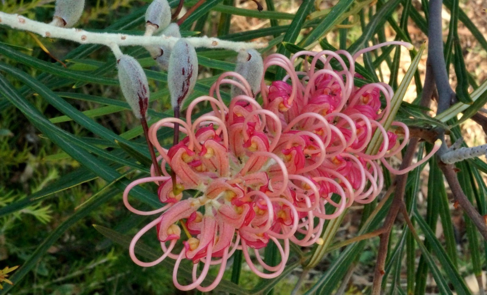 Grevillea 'Flamingo' - Ladybird Nursery