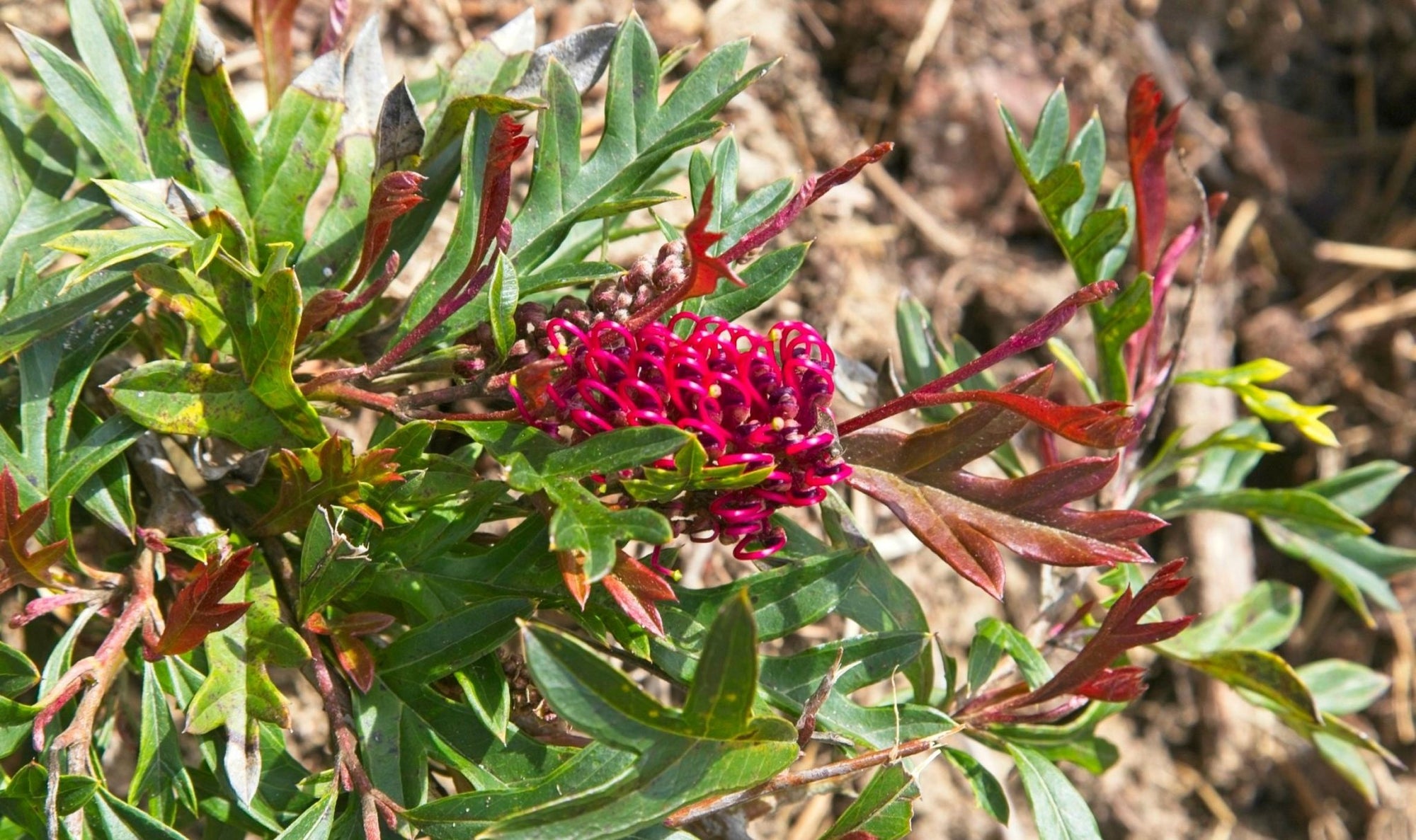 Grevillea GaudiChaudi Standard - Ladybird Nursery