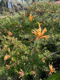 Grevillea Molonglo (Grevillea juniperina)