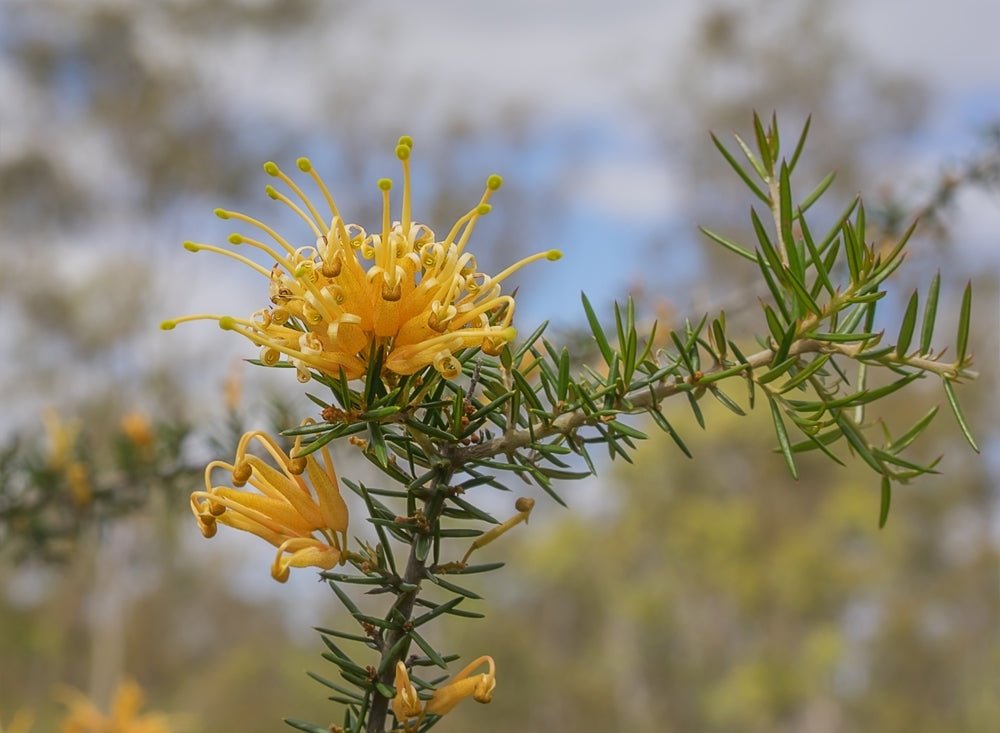 Grevillea x. rhyolitica Sunkissed (Grevillea juniperina) - Ladybird Nursery