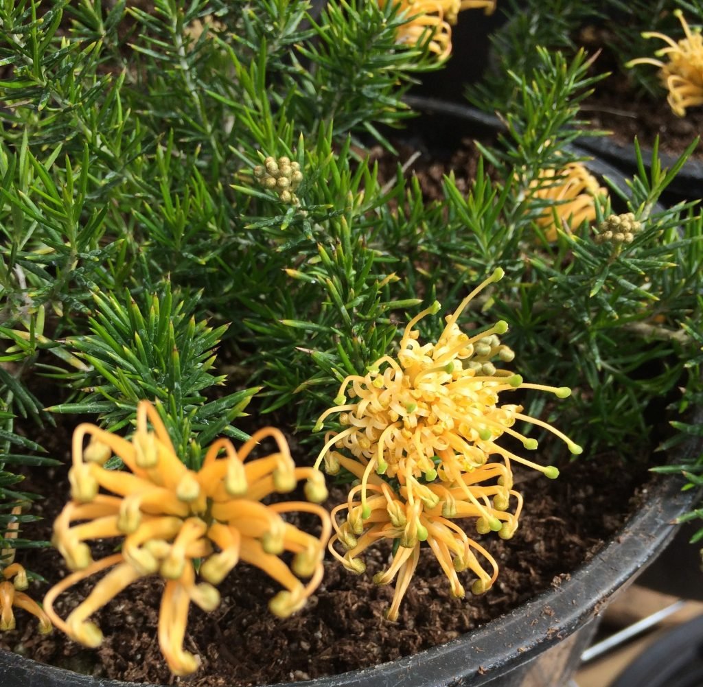 Grevillea Yellow (Grevillea juniperina) - Ladybird Nursery