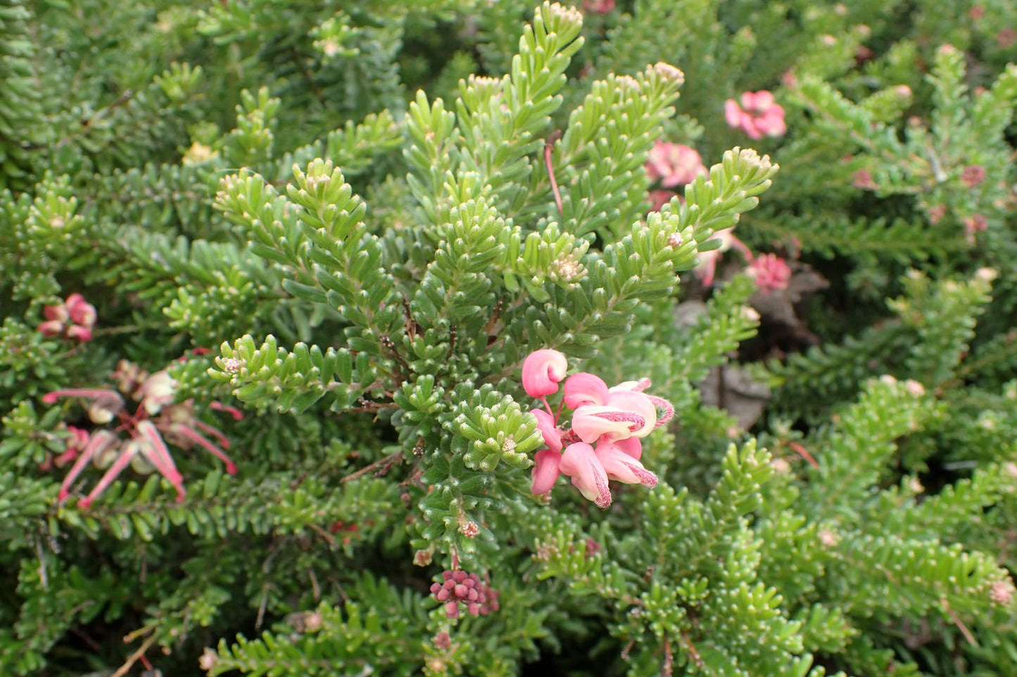 Grevillea 'Mount Tamboritha'