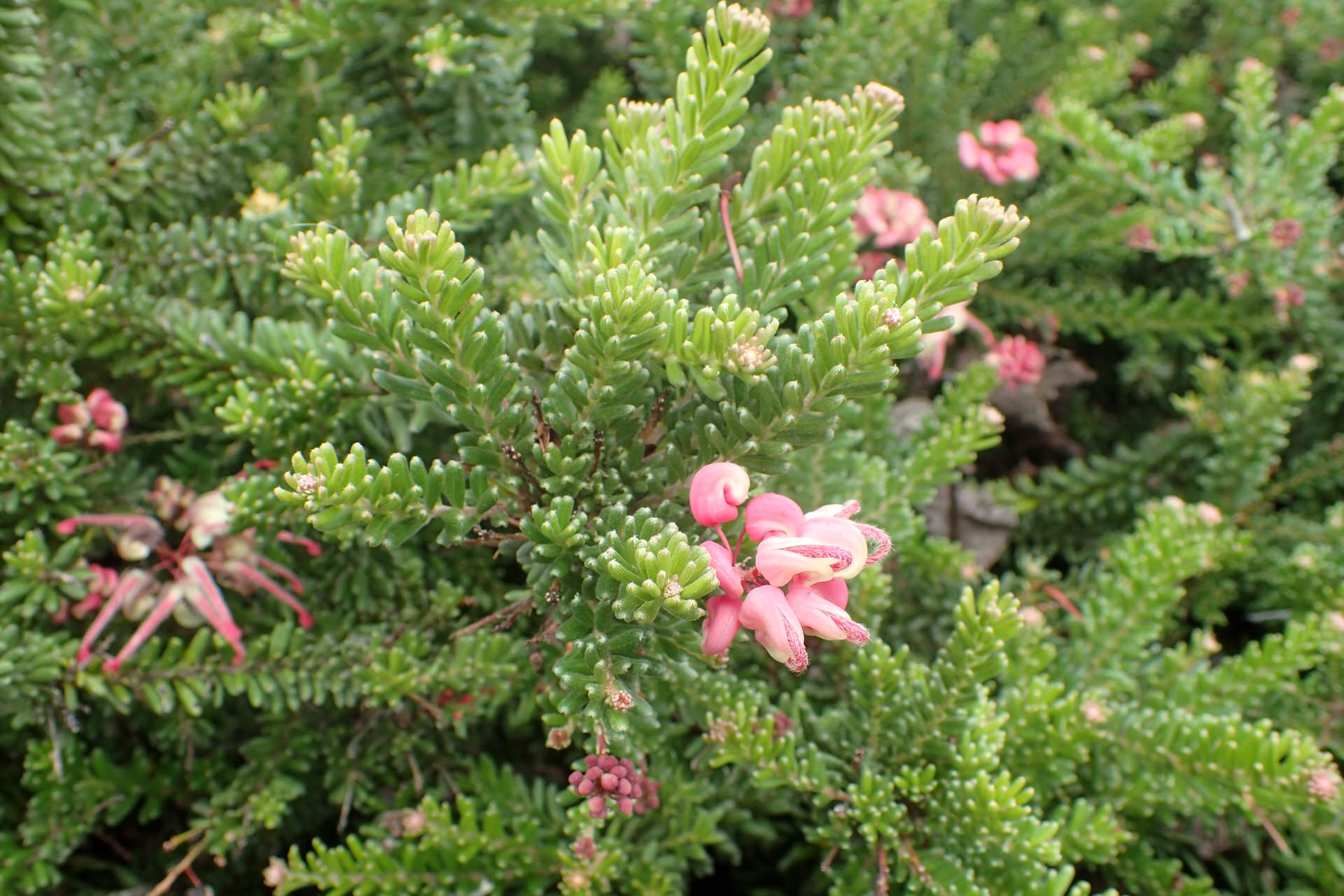 Grevillea 'Mount Tamboritha' - Ladybird Nursery