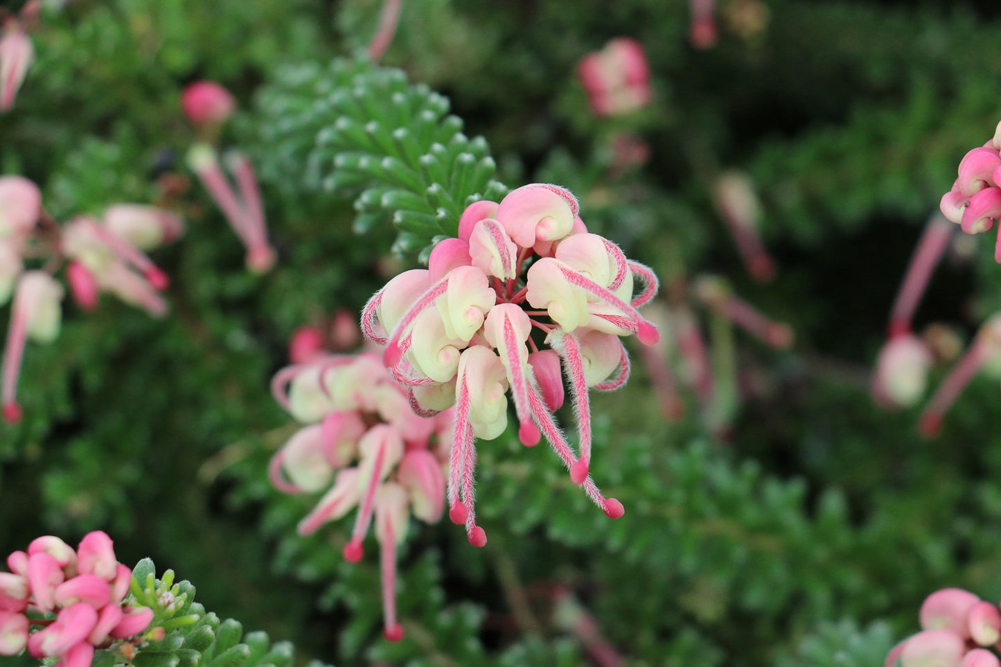 Grevillea 'Mount Tamboritha'