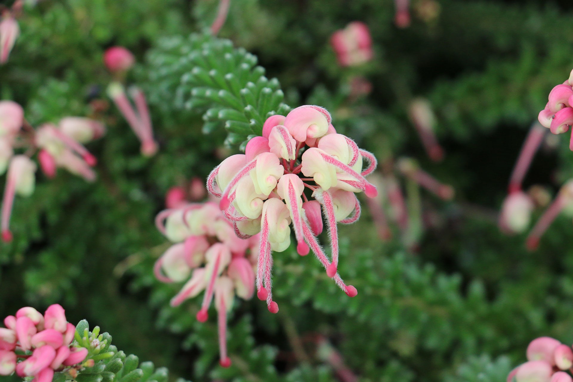 Grevillea 'Mount Tamboritha'
