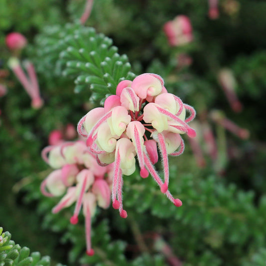 Grevillea 'Mount Tamboritha' - Ladybird Nursery
