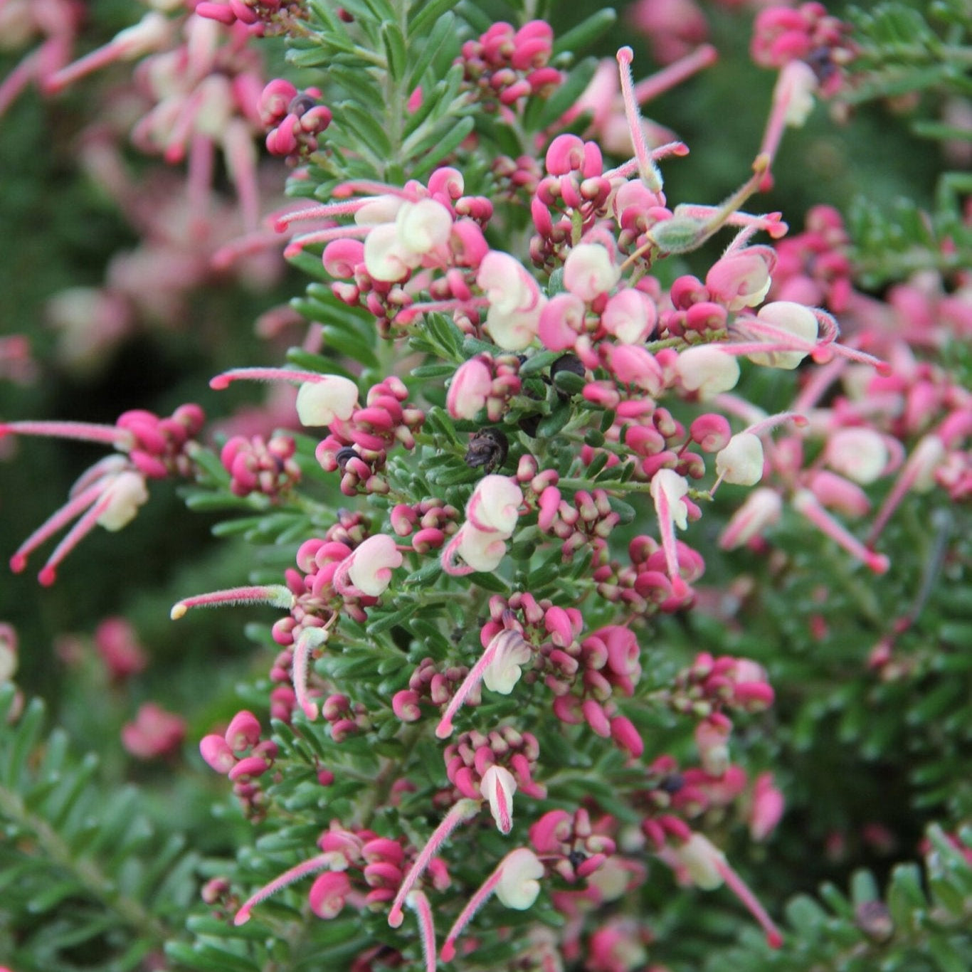 Grevillea 'Mount Tamboritha' - Ladybird Nursery