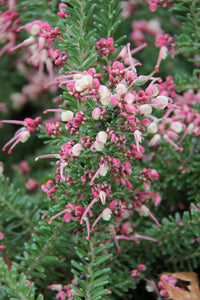 Grevillea 'Mount Tamboritha'