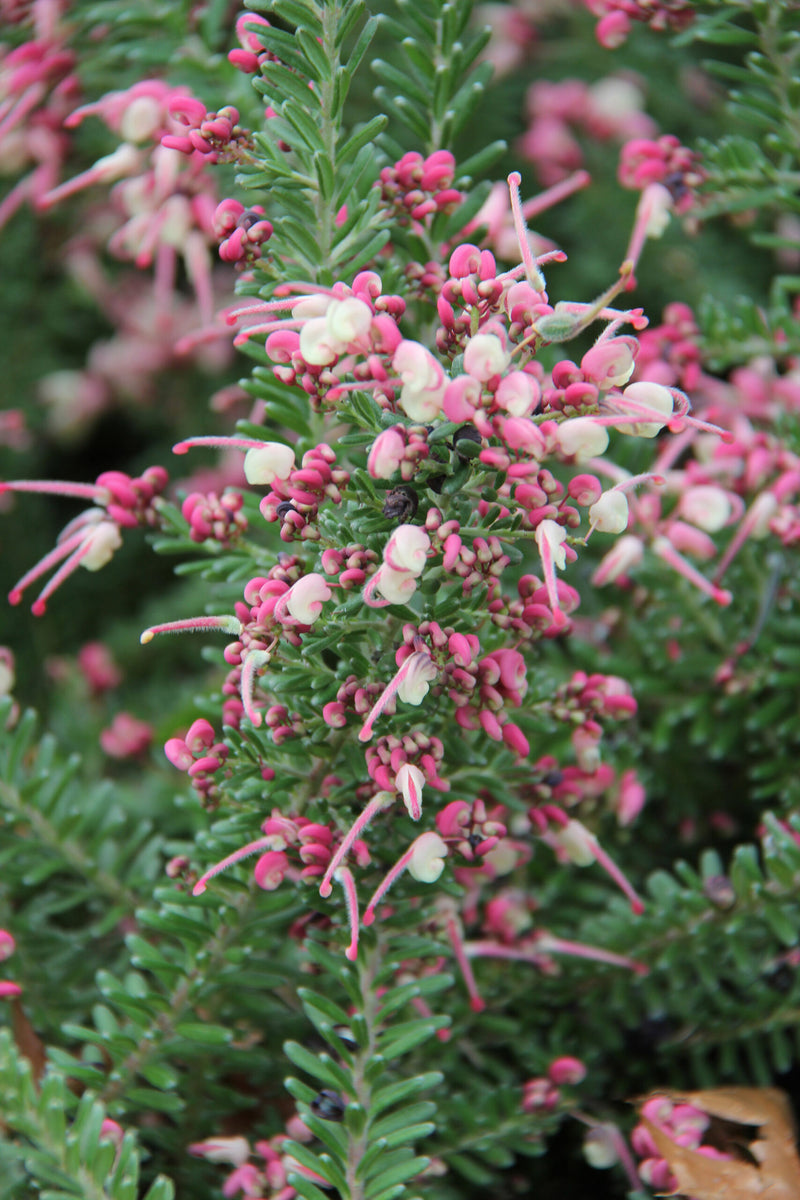 Grevillea 'Mount Tamboritha'