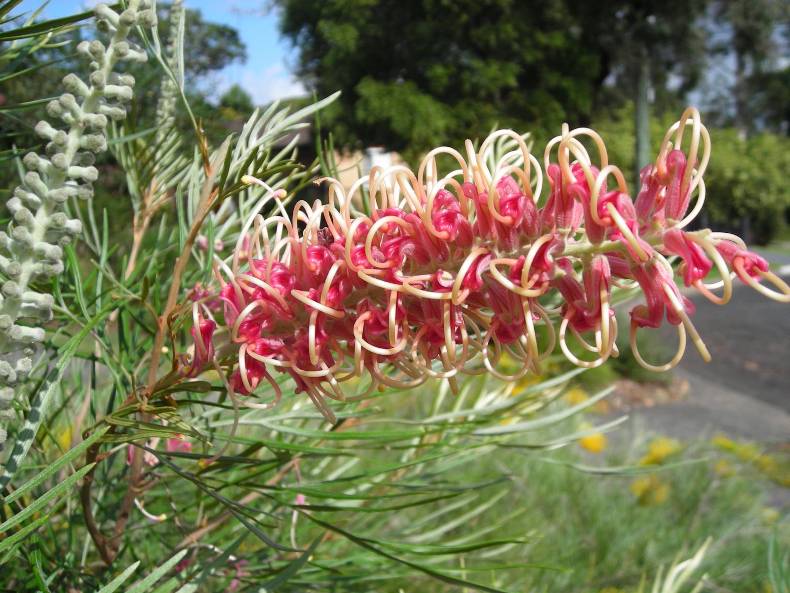 Grevillea Majestic - Ladybird Nursery