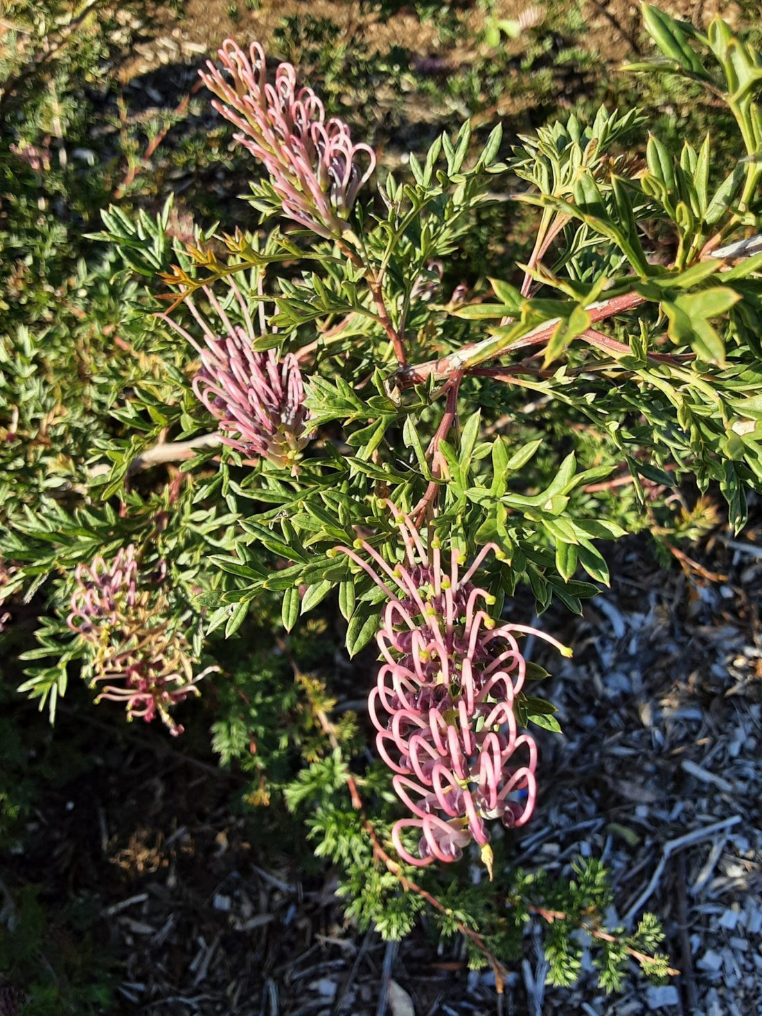Grevillea Carrington Cross (Grevillea rivularis) - Ladybird Nursery
