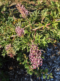 Grevillea Carrington Cross (Grevillea rivularis)