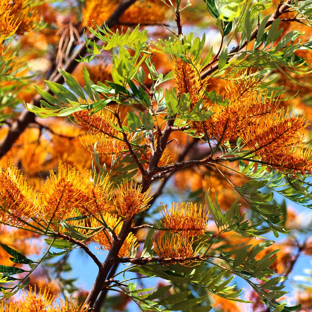Grevillea robusta (Silk Tree) Plant – Buy Now! – Ladybird Nursery