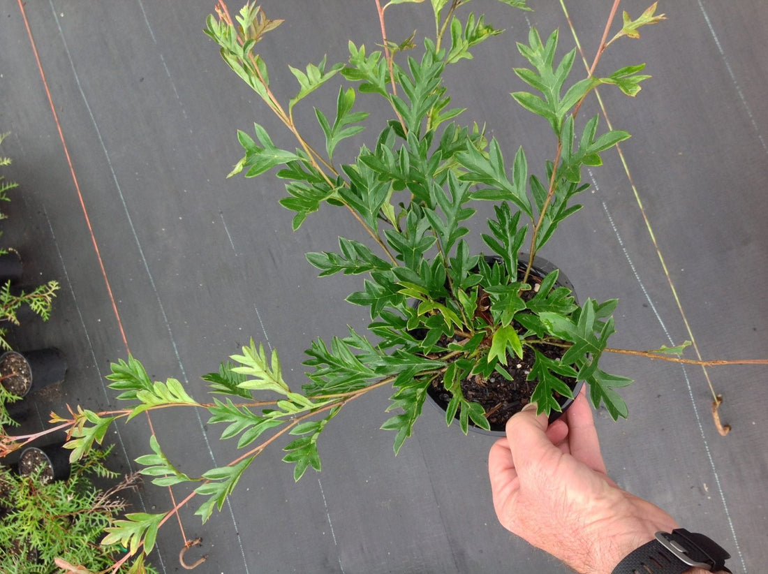 Grevillea GaudiChaudi Standard - Ladybird Nursery