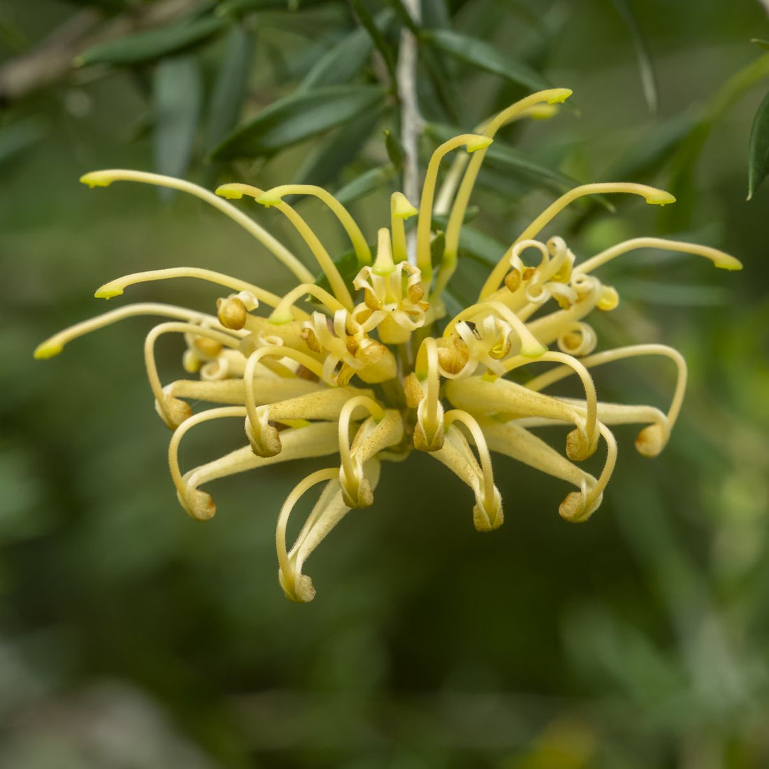 Grevillea Yellow (Grevillea juniperina) - Ladybird Nursery