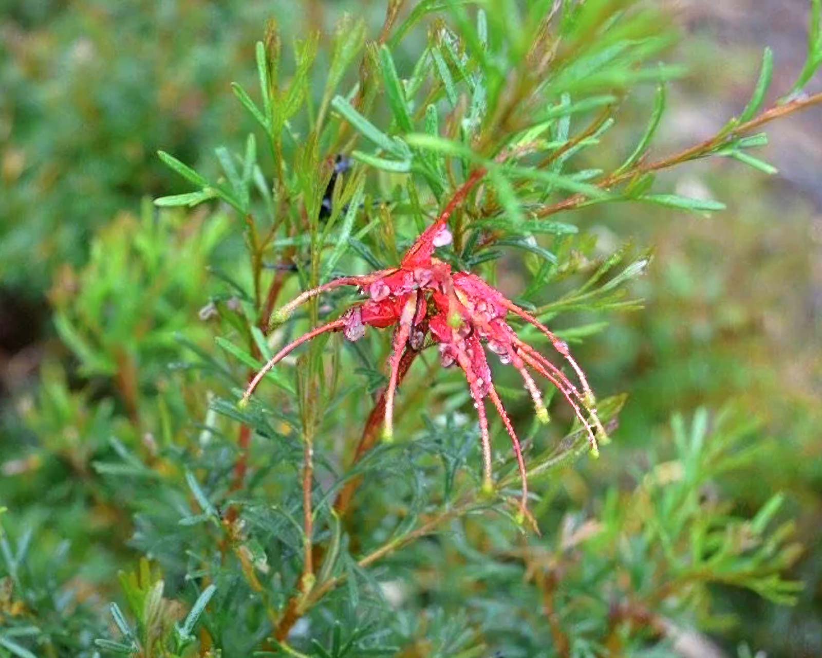 Grevillea Mini Marvel (Grevillea thelemanniana) - Ladybird Nursery