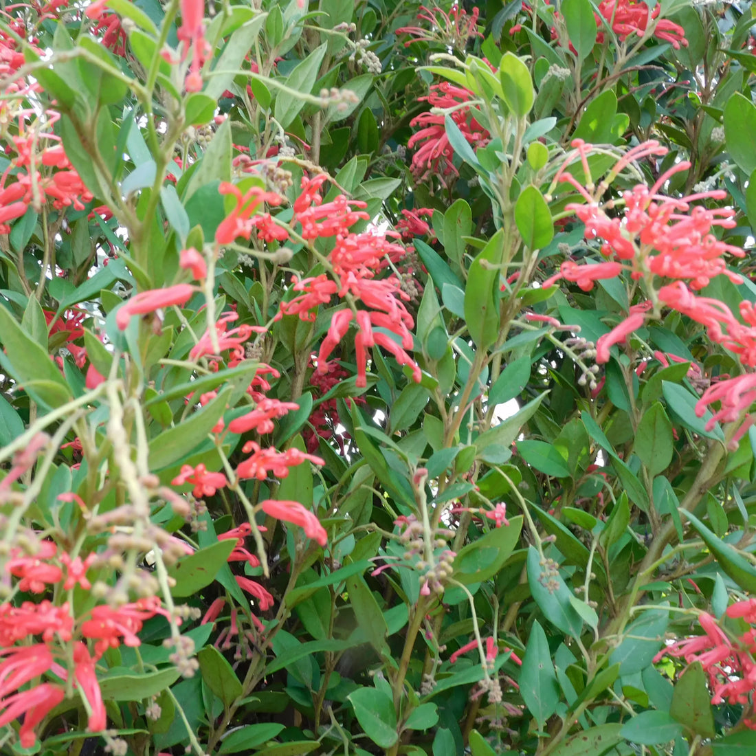 Grevillea Deua Flame - Ladybird Nursery