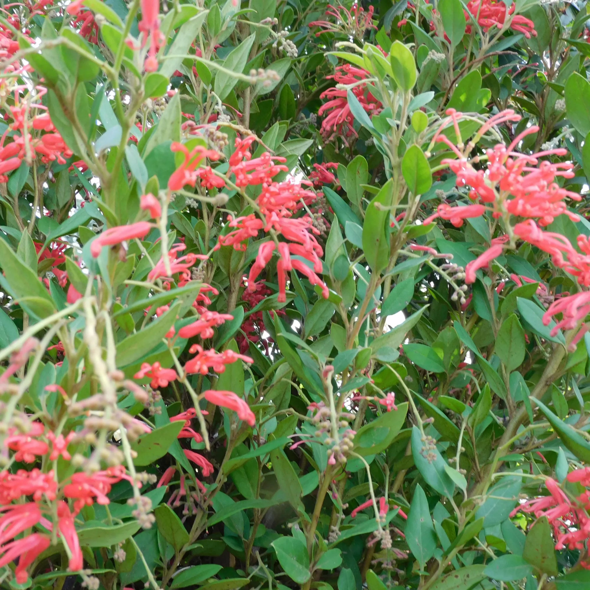 Grevillea Deua Flame - Ladybird Nursery