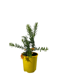 Grevillea Gold Fever - Ladybird Nursery