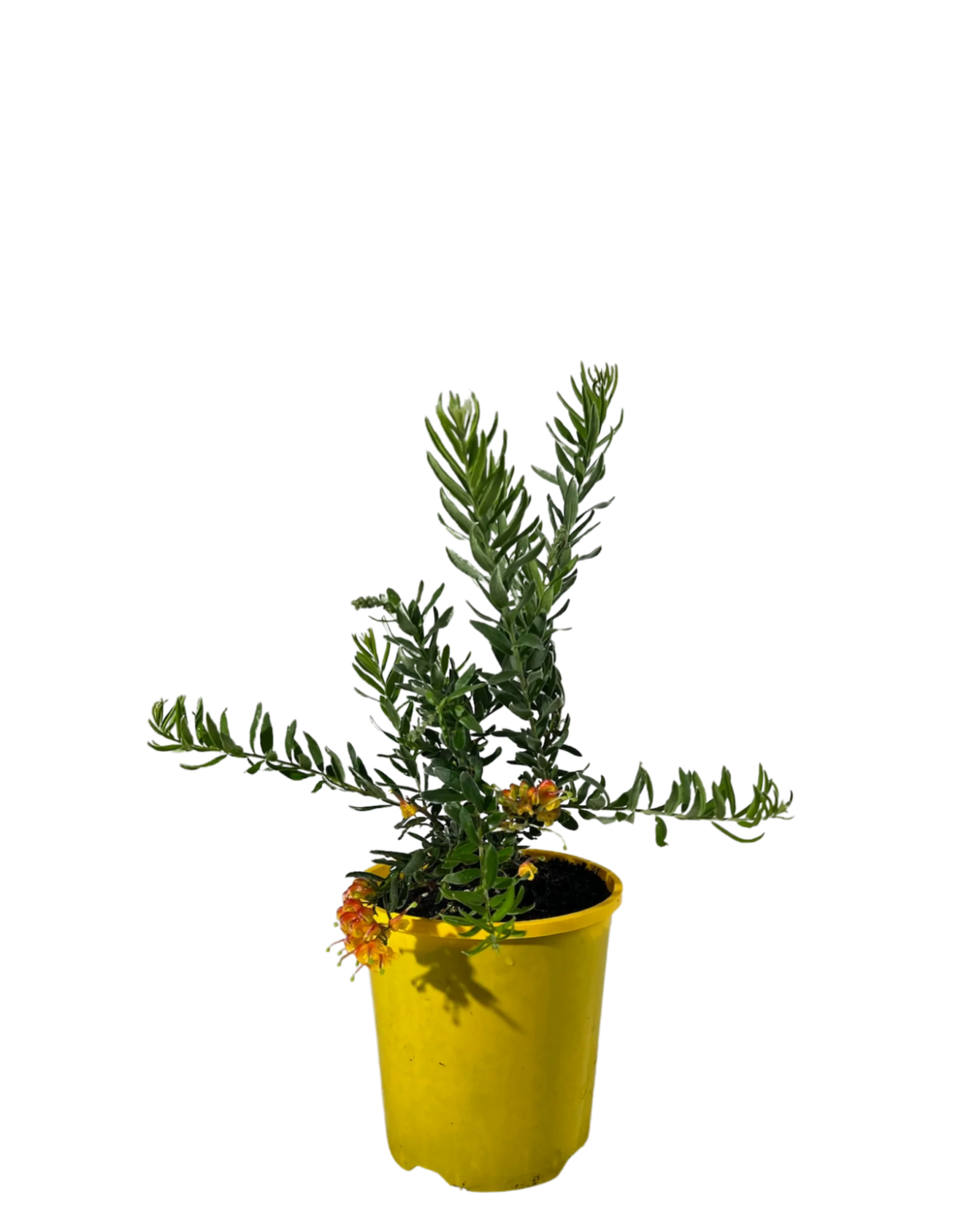 Grevillea Gold Fever - Ladybird Nursery