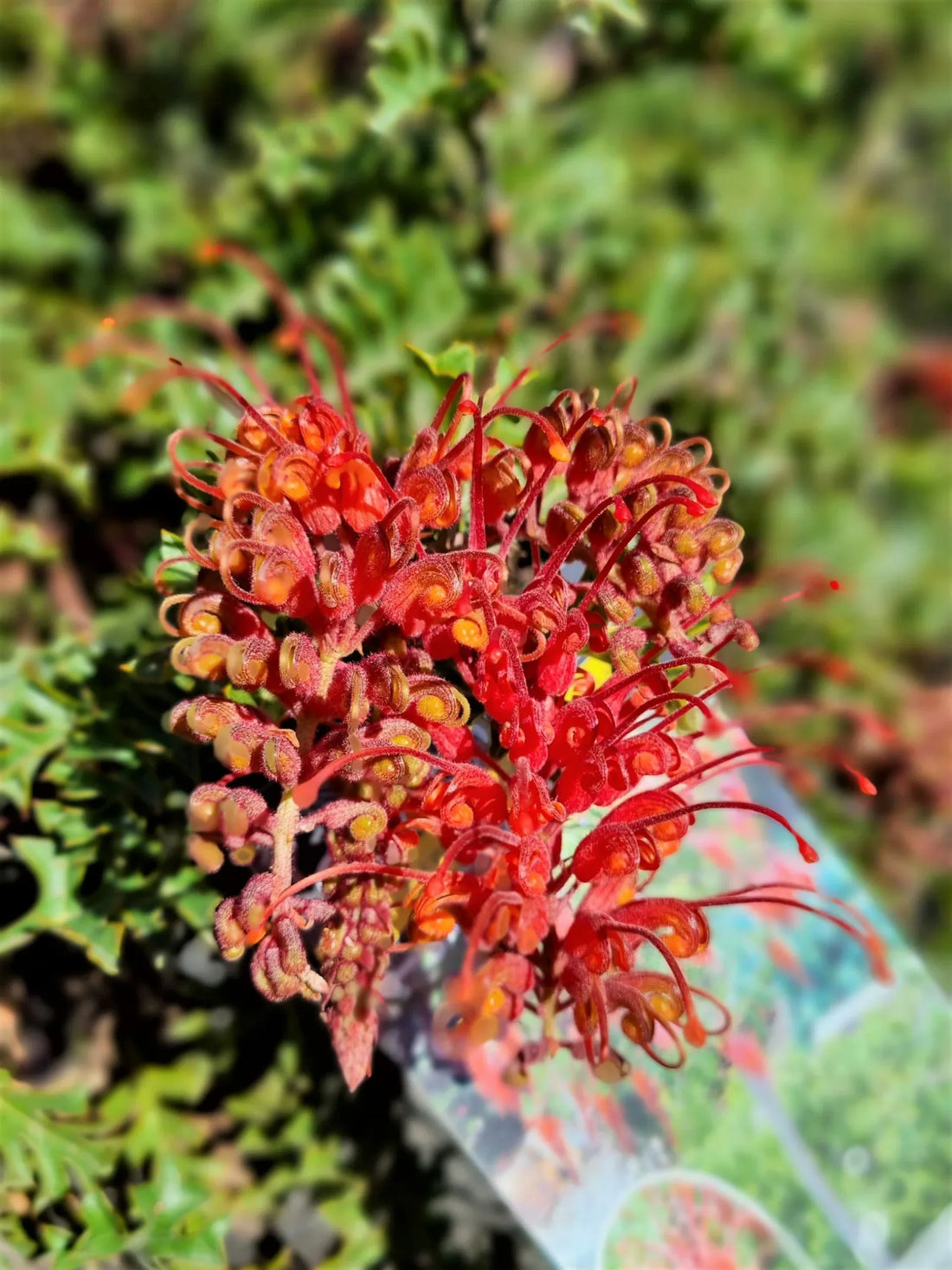 Grevillea Jingle Bells Standards - Ladybird Nursery